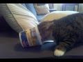 BUB! YOU'VE GOT YOGURT ON YOUR HEAD