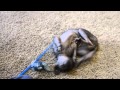Daciana The Lykoi Cat (