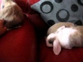 bébé de misy et pétunia 25.11.2010 001.AVI