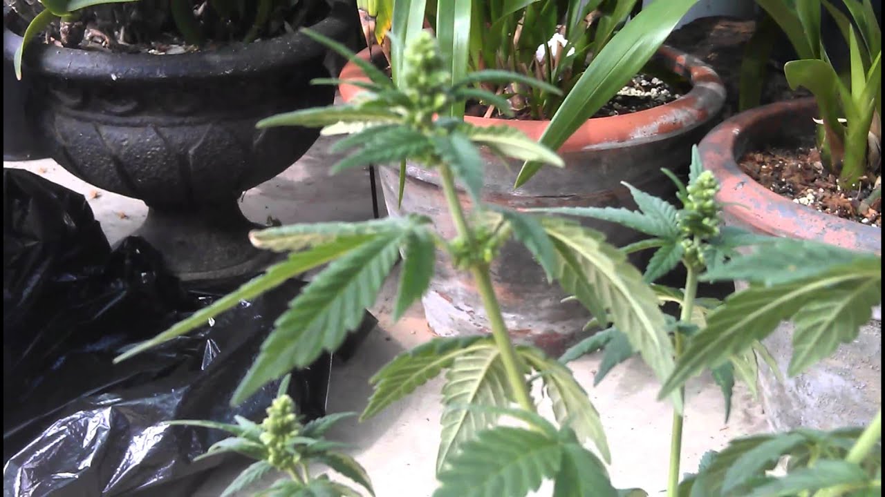 Detecting male and female marijuana plants - YouTube