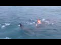 Raw: Fla. Teen Catches Ride With Whale Shark
