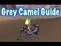 Grey Camel & The Camel-Hoarder Title Guide (World of Warcraft)