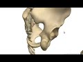 Bones of the Pelvis - Hip Bones - Anatomy Tutorial