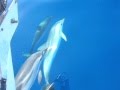 2010 Dauphins Minorque