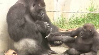 父シャバーニと息子キヨマサ Father Shabani & son Kiyomasa