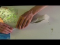 Rolling a One Ounce Joint! One fully stuffed cannon!