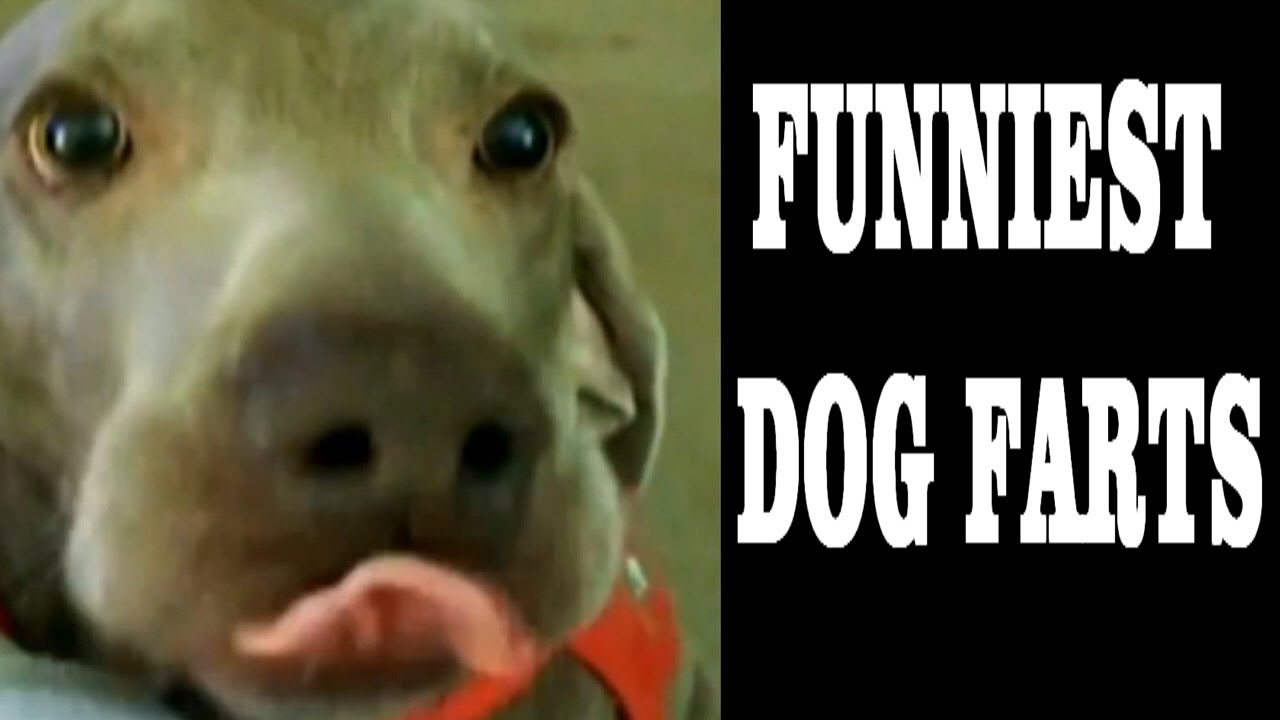 FUNNY DOG FARTS THE ULTIMATE COMPILATION [ NEW HD ] YouTube