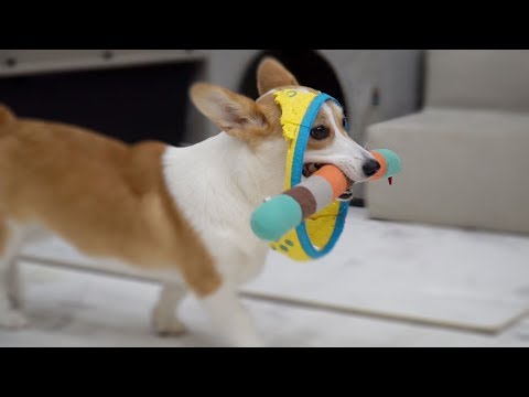 Welshi Corgi is wearing her toy! | Cute dog ♥ Funny dog