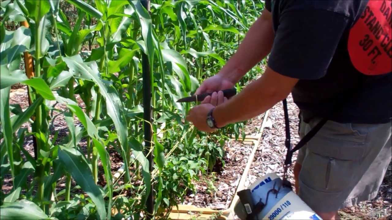 How To Tie Tomato Plants Using The Florida Weave YouTube