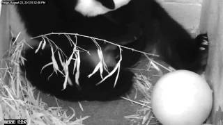 Giant Panda Mei Xiang Gives Birth at Smithsonian's National Zoo