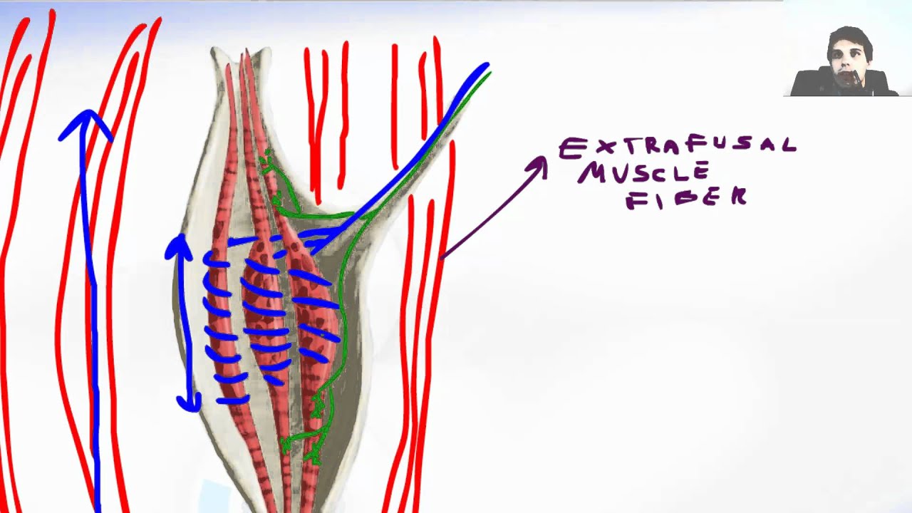 Muscle Spindle - YouTube