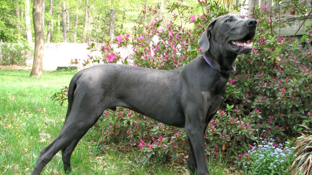Top 10 Tallest Dog Breeds - YouTube Top 10 Tallest Dog Breeds - YouTube