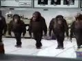 Irish dancing monkeys