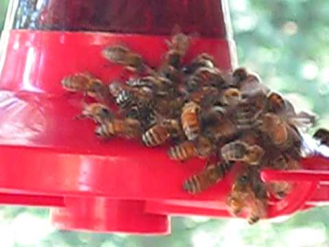 thirsty honey bees on a humming bird feeder youtube thirsty honey bees on a humming bird feeder youtube