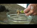 Tips and tricks for handling plants in the aquarium, Tropica Aquarium Plants