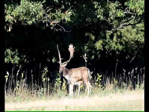 Hunting in Hungary - Fallow Deer