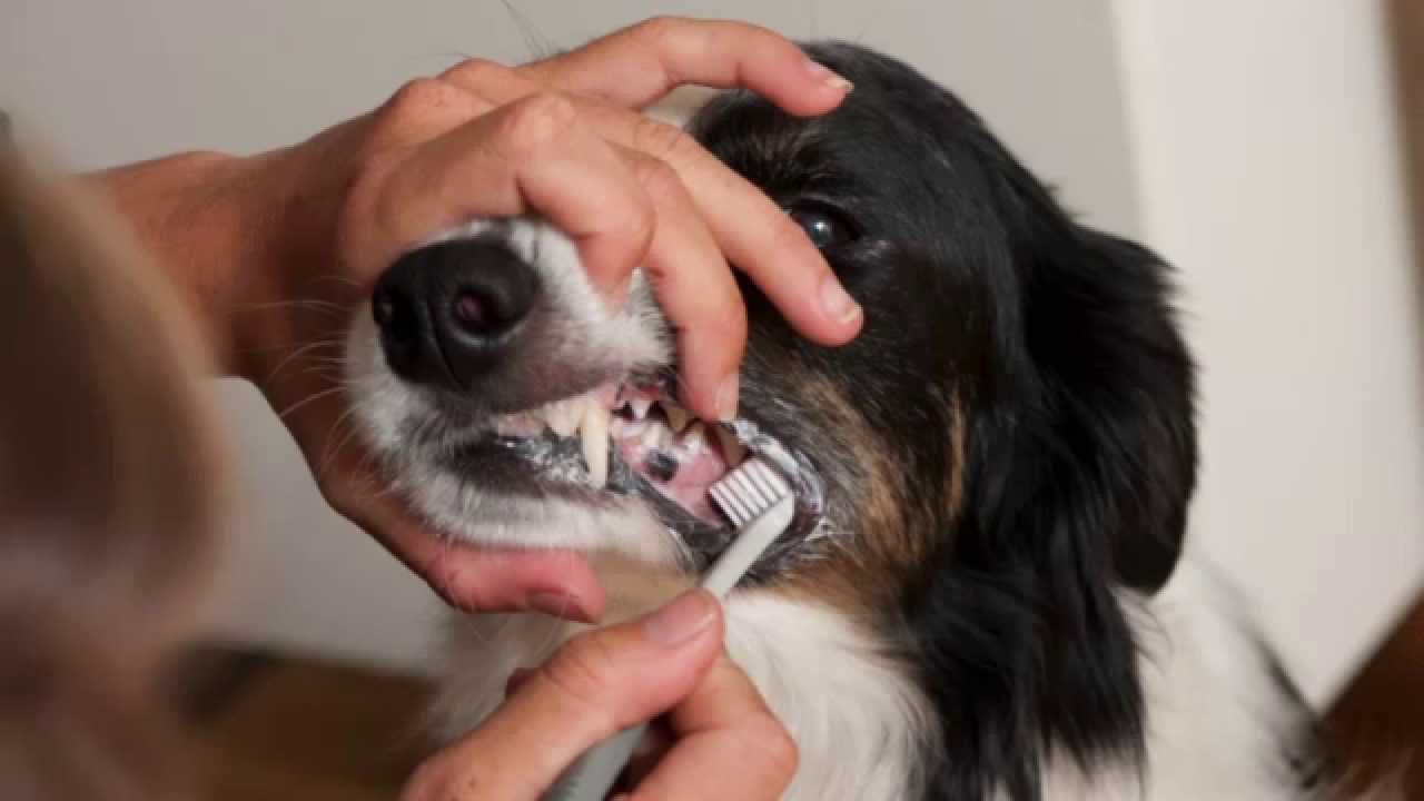 Granngården Så borstar du tänderna på din hund YouTube