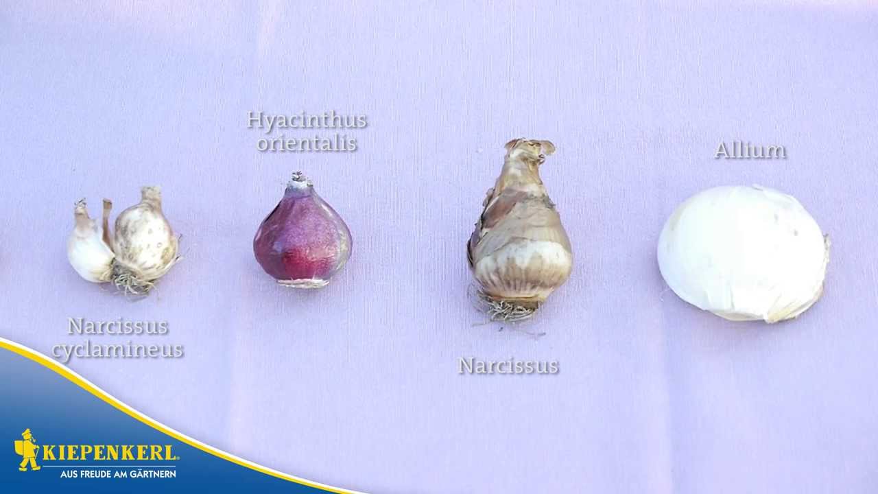 Kiepenkerl Blumenzwiebeln von A bis Z YouTube