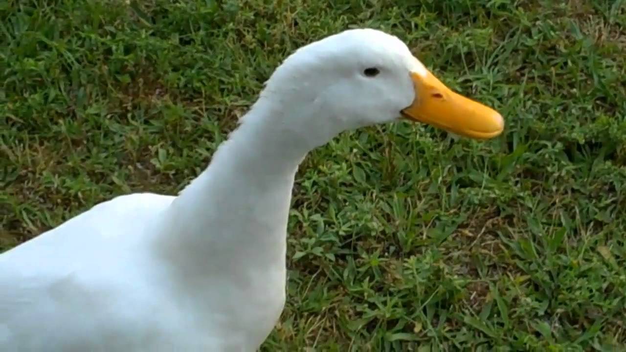 duck sounds