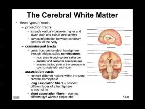 Forebrain