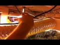 5000watt Indoor Hydro Marijuana grow (Medical)