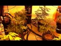 5000watt Indoor Hydro Marijuana grow (Medical)