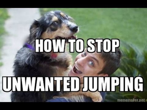 How to Train your DOG NOT to JUMP - YouTube