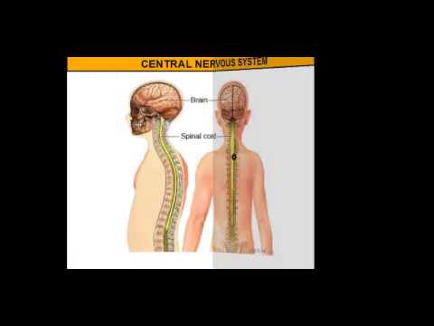 The Central Nervous System vs. The Peripheral Nervous System - YouTube