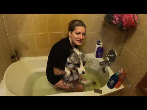 Fox grooming and bathing