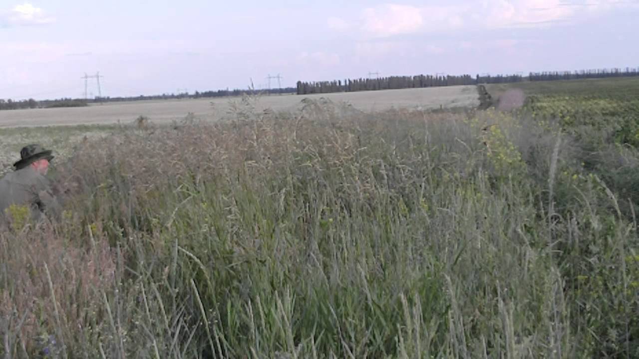 ловля полевого жаворонка паутинной сетью видео ловля полевого жаворонка паутинной сетью видео