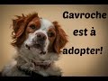 Gavroche adopté !