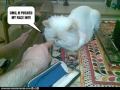 Very Funny Cats 48