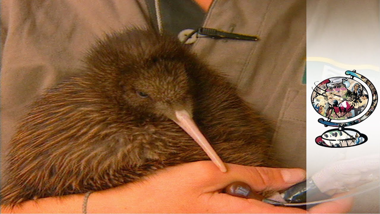 Kiwis Saving The World's Cutest Endangered Birds YouTube
