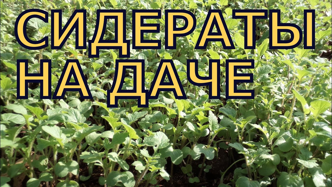 Проволочник как бороться: способы и методы борьбы Сайт 95 Проволочник как бороться: способы и методы борьбы Сайт 58