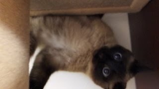 しおちゃん、ティーちゃんハプニング Thea the cat falls from the tower when she tries to grab a toy