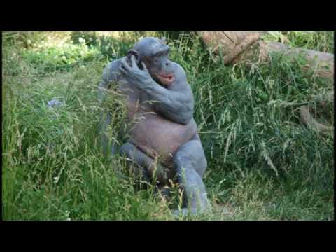 Cinder - The Naked Chimp - YouTube