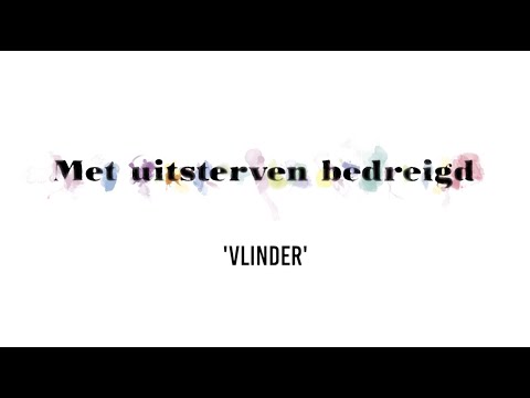 Vlinder'