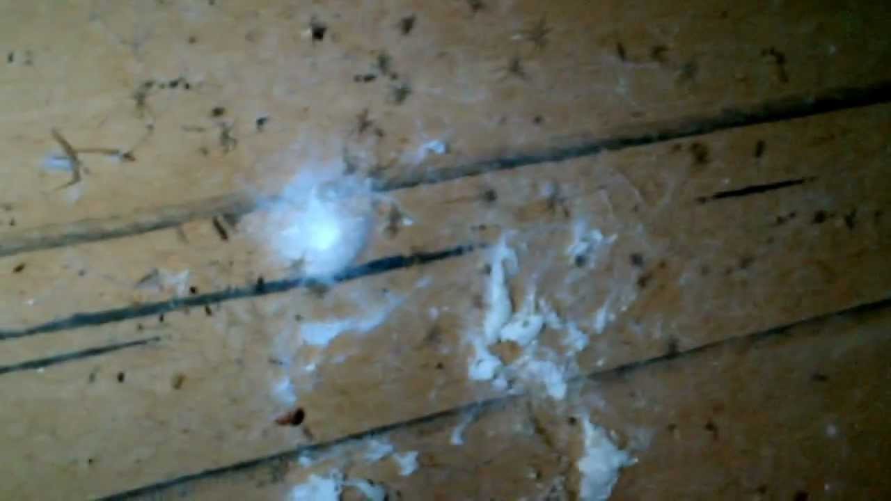 Baby Brown Recluse Spiders Hatching - YouTube