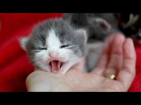 Little kittens meowing and talking - Cute cat video