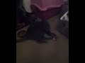cat wants to play fetch