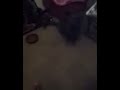 cat wants to play fetch