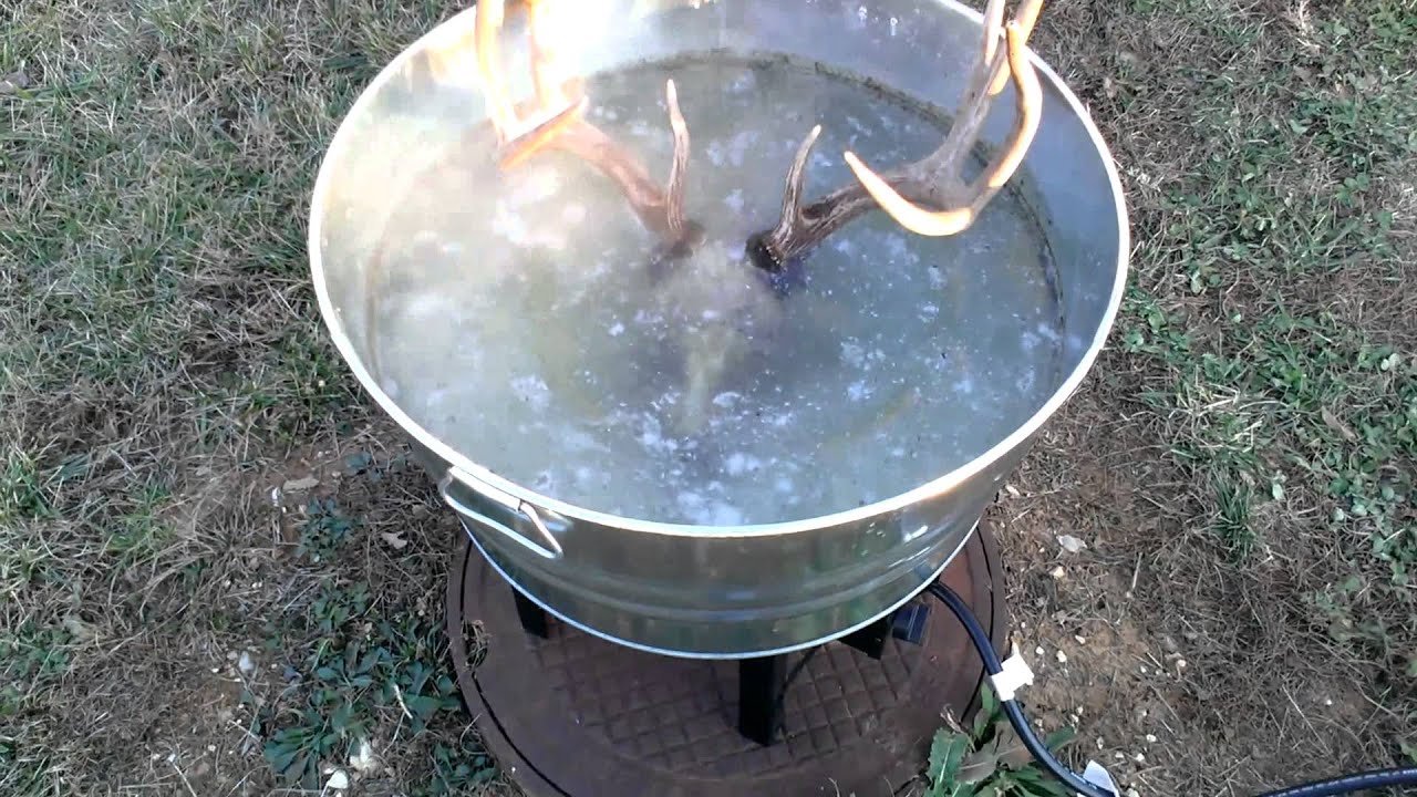 Boiling a deer head - YouTube