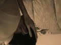 Placebo - Running Up That Hill
