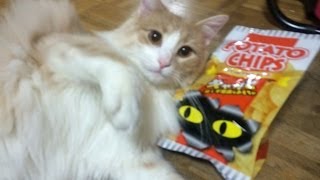 キャッ！と驚く不思議おもちゃ『猫』　PDS