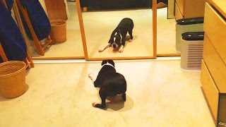 Pes vs zrkadlo