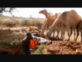 Gharri camel herders documentary