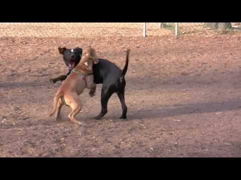 Pics Of Pitbulls Fighting. How To Fight Off A Pitbull