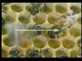 Tarian Lebah Menunjukan Arah Serbuk Sari