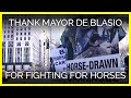 Thank Mayor de Blasio for Working to Free NYC's Carriage Horses