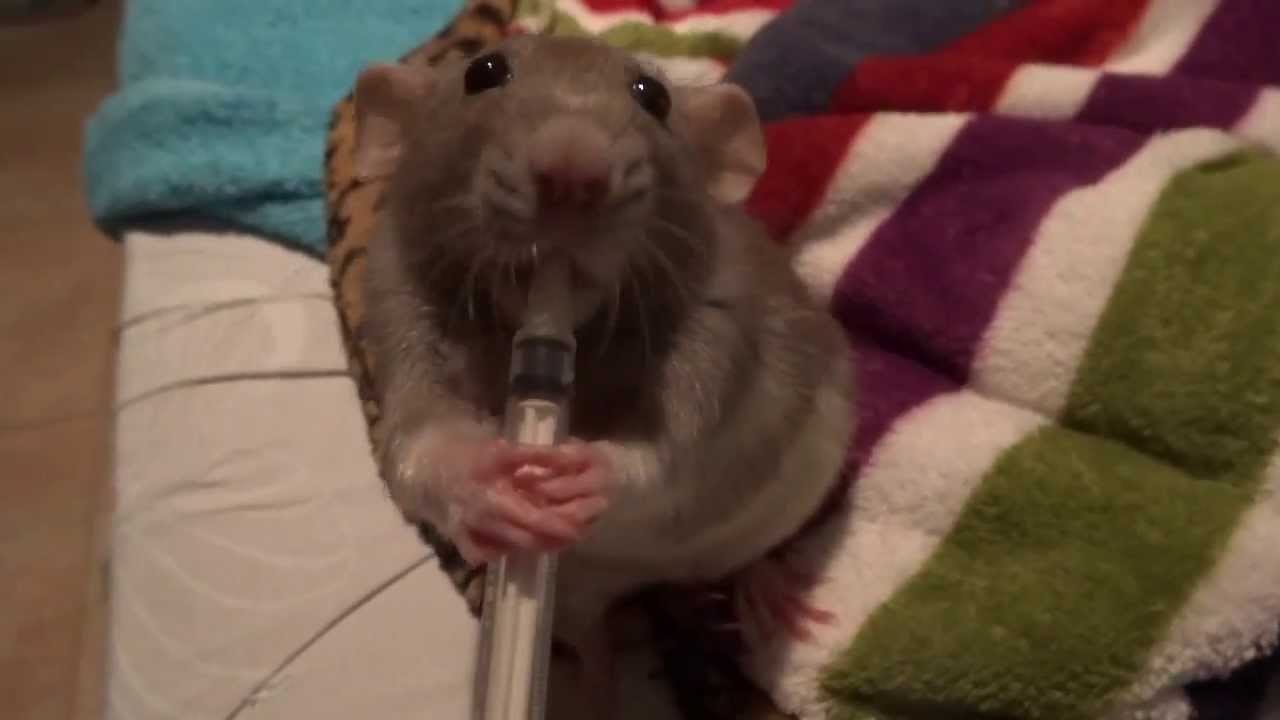 Des rats, des goûts : Lola et sa bouillie . - YouTube